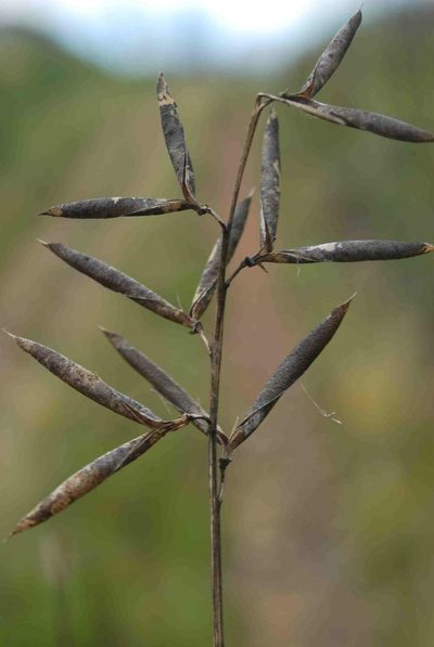 Wiborgiella inflata, photographed by Charles Stirton