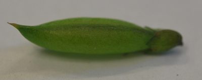 Wiborgiella inflata, photographed by Charles Stirton