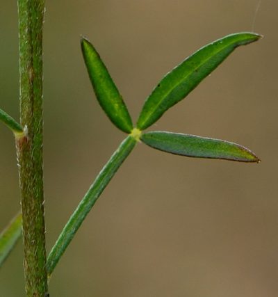 Wiborgiella inflata, photographed by Charles Stirton