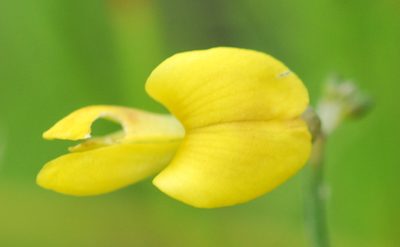 Wiborgiella inflata, photographed by Charles Stirton