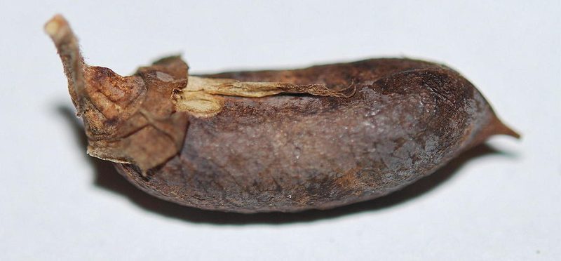 Wiborgiella bowieana, photographed by Charles Stirton