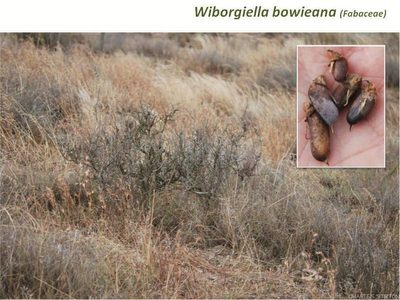 Wiborgiella bowieana, photographed by Charles Stirton