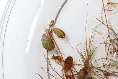 Potamogeton vaseyi, photographed by Allan Harris