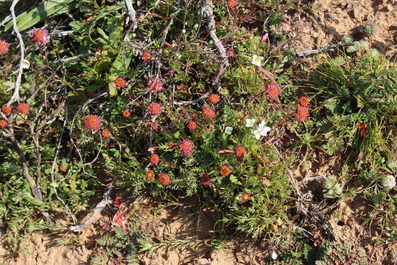 Lasiospermum brachyglossum, photographed by Tony Rebelo