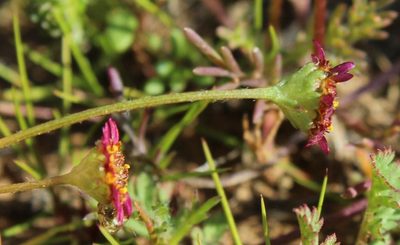 Lasiospermum brachyglossum, photographed by Tony Rebelo