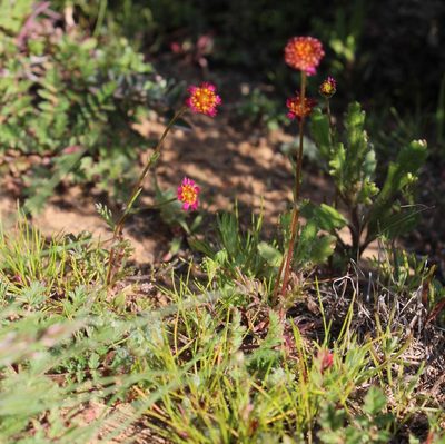 Lasiospermum brachyglossum, photographed by Tony Rebelo