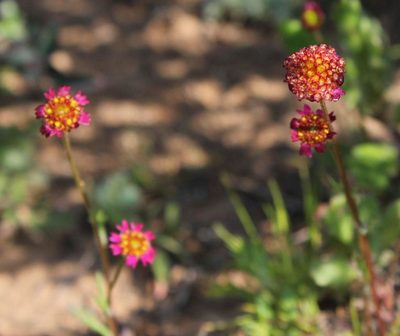 Lasiospermum brachyglossum, photographed by Tony Rebelo