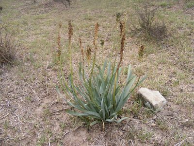 Bulbine narcissifolia, photographed by James Deacon