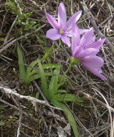 Geissorhiza nigromontana, photographed by Nicola van Berkel