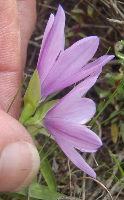 Geissorhiza nigromontana, photographed by Nicola van Berkel