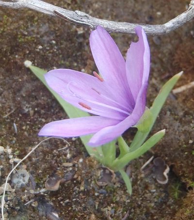 Geissorhiza nigromontana, photographed by Nicola van Berkel