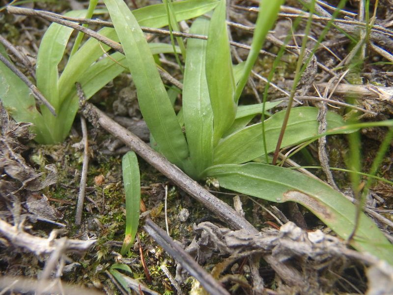 Geissorhiza nigromontana, photographed by Nicola van Berkel