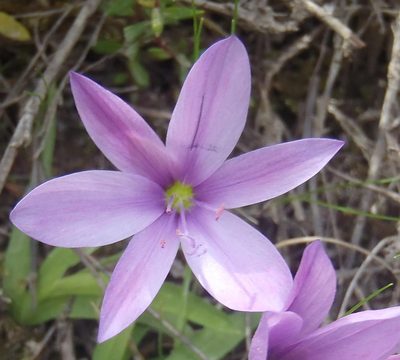 Geissorhiza nigromontana, photographed by Nicola van Berkel