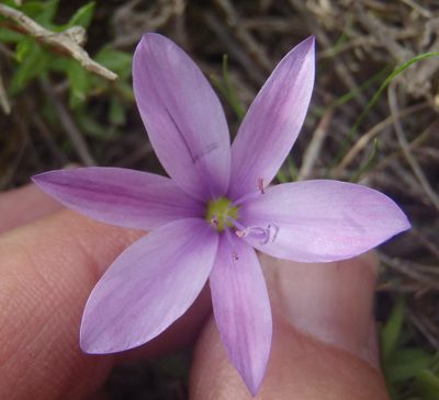 Geissorhiza nigromontana, photographed by Nicola van Berkel