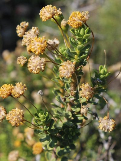 Euryops imbricatus, photographed by Tony Rebelo