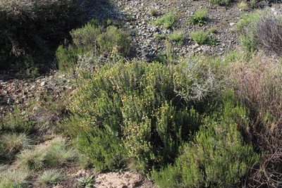 Euryops imbricatus, photographed by Tony Rebelo