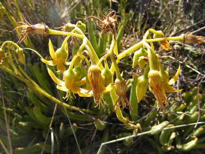 Cotyledon campanulata, photographed by James Deacon