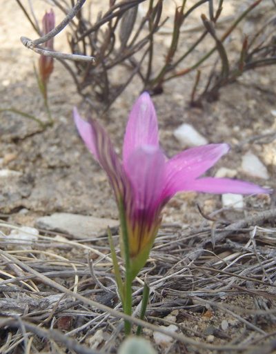 Romulea fibrosa, photographed by Nicola van Berkel