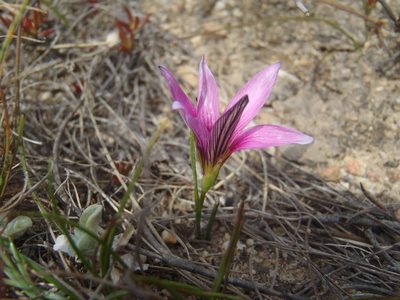 Romulea fibrosa, photographed by Nicola van Berkel