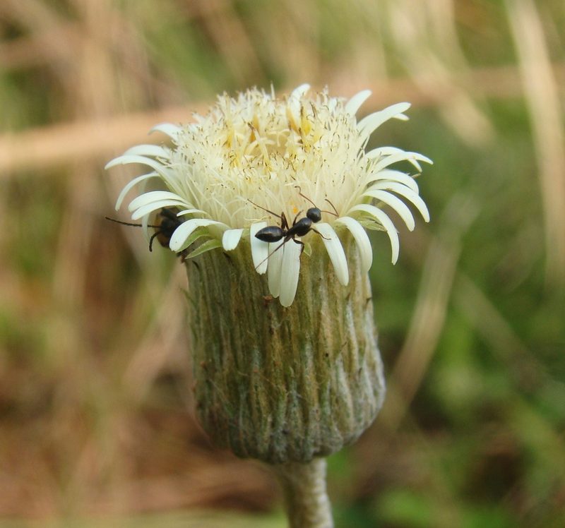 Chaptalia integerrima, photographed by Lucas Kaminski