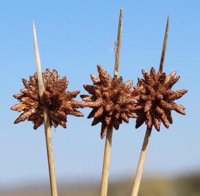 Afroscirpoides dioeca, photographed by Tony Rebelo