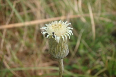 Chaptalia integerrima, photographed by Lucas Kaminski