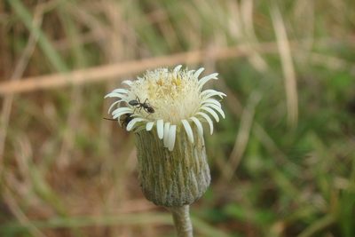 Chaptalia integerrima, photographed by Lucas Kaminski