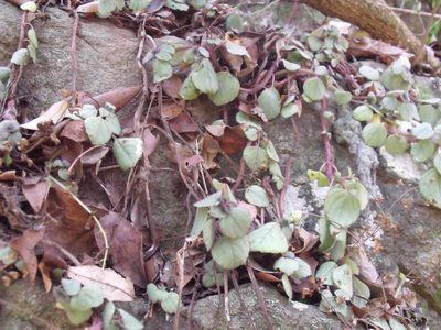 Plectranthus strigosus, photographed by James Deacon