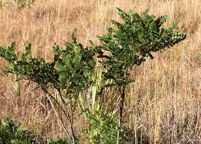 Calpurnia reflexa, photographed by Tony Rebelo