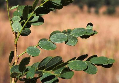 Calpurnia reflexa, photographed by Tony Rebelo