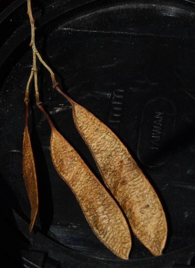 Calpurnia reflexa, photographed by Tony Rebelo