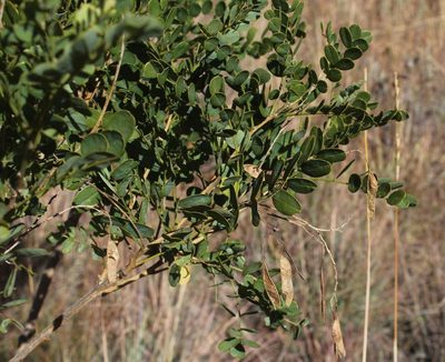 Calpurnia reflexa, photographed by Tony Rebelo