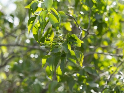 Amyris elemifera, photographed by caymanmatt