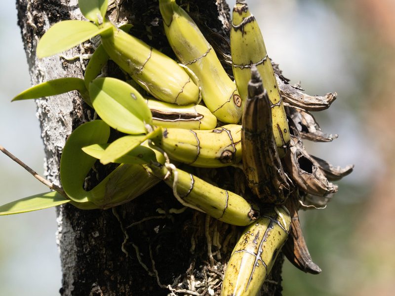 Myrmecophila thomsoniana, photographed by caymanmatt