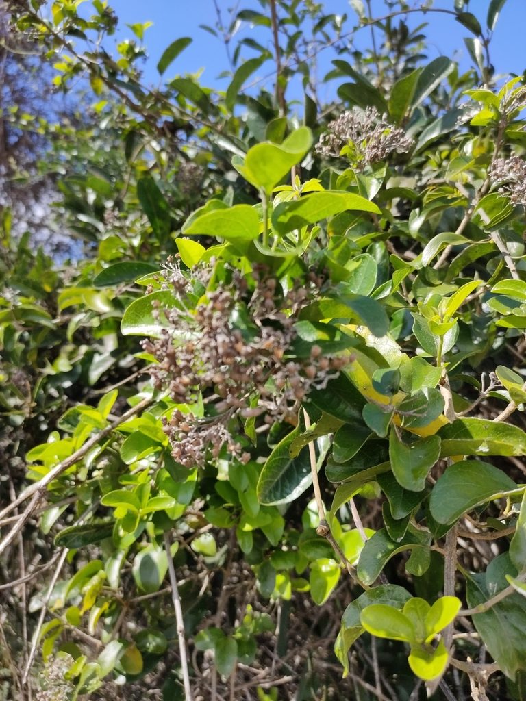 Glossocarya hemiderma, photographed by Tony van Kampen