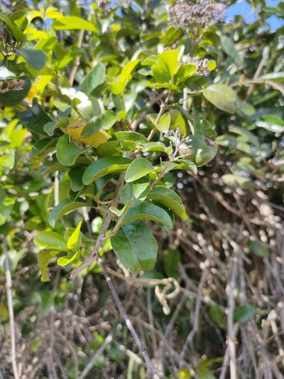 Glossocarya hemiderma, photographed by Tony van Kampen