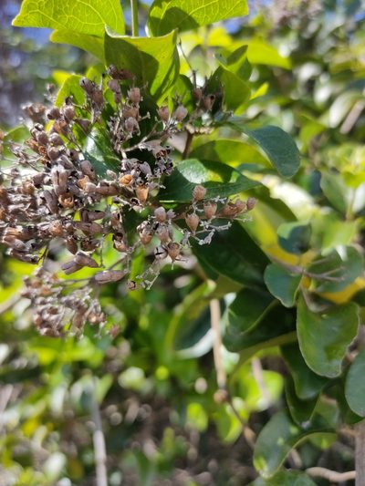 Glossocarya hemiderma, photographed by Tony van Kampen