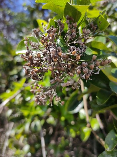 Glossocarya hemiderma, photographed by Tony van Kampen
