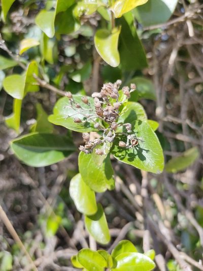 Glossocarya hemiderma, photographed by Tony van Kampen