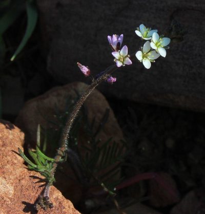 Heliophila pubescens, photographed by Tony Rebelo