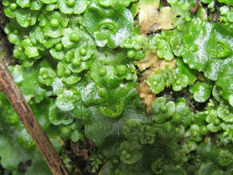 Asterella tenera, photographed by wild_wind