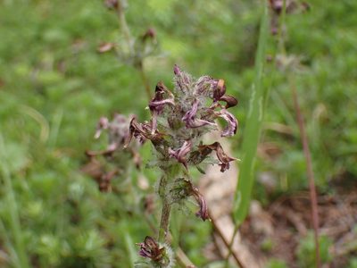 Pedicularis ornithorhynchos, photographed by John Brew