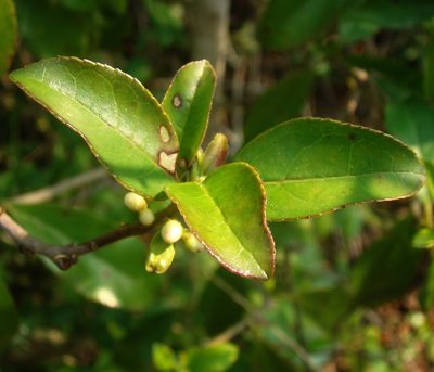 Symplocos uniflora, photographed by Lucas Kaminski