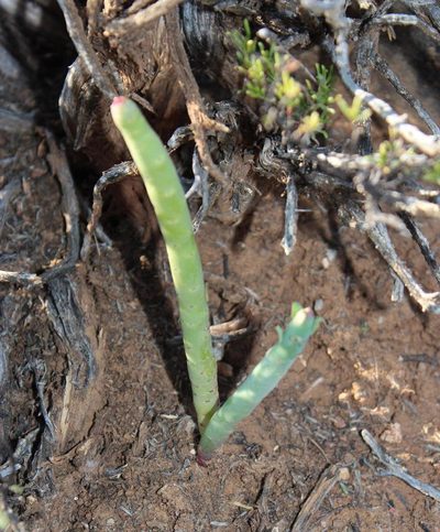 Euphorbia stolonifera, photographed by Tony Rebelo