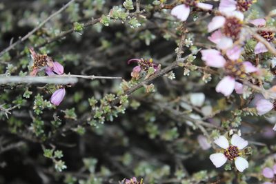 Eriocephalus eximius, photographed by Tony Rebelo