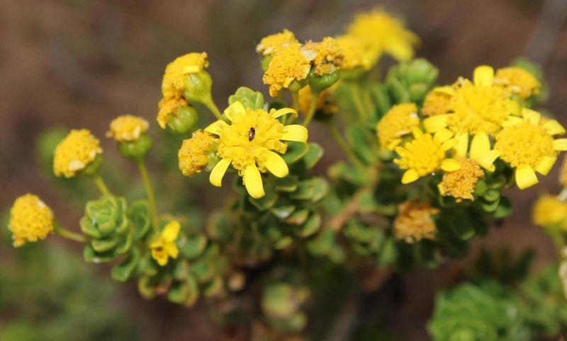Euryops imbricatus, photographed by Tony Rebelo