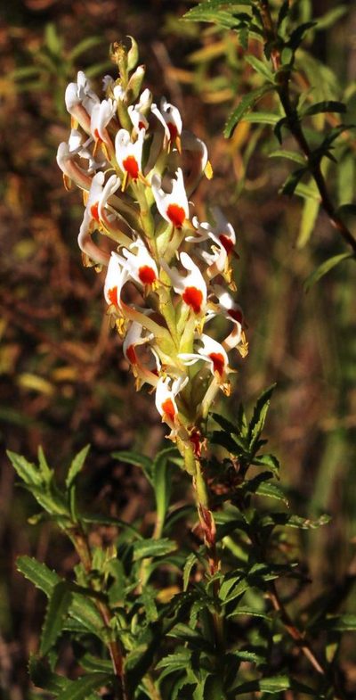Hebenstretia dura, photographed by Tony Rebelo