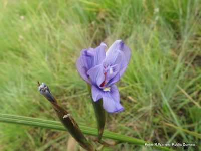 Moraea natalensis, photographed by Peter Warren