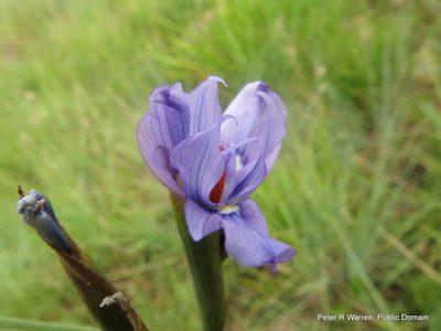 Moraea natalensis, photographed by Peter Warren