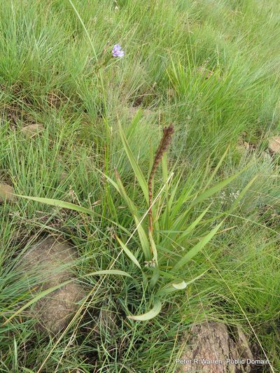 Moraea natalensis, photographed by Peter Warren